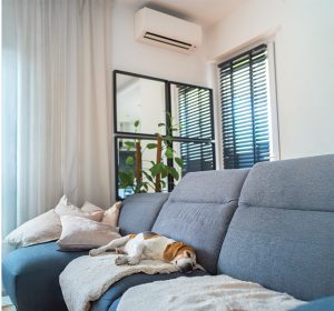 Chien qui dort sur un sofa avec une thermopompe murale en arrière-plan